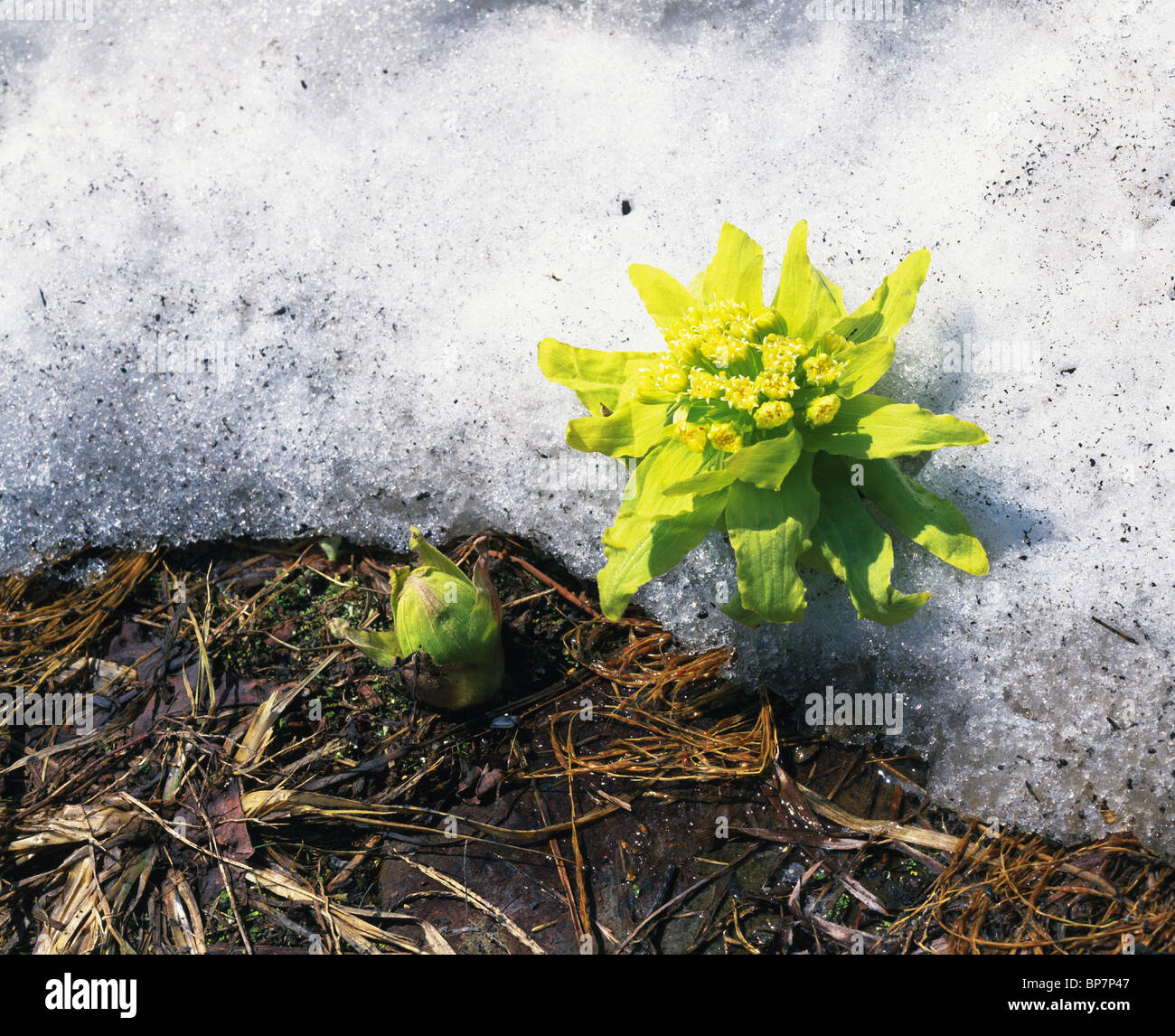 Japanese Butterbur on Frozen Ground, Nagano Prefecture, Japan Stock Photo