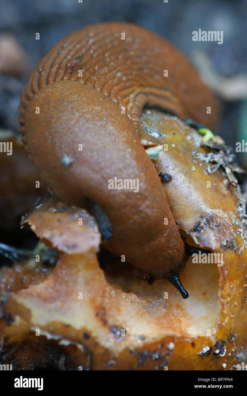 Spanish Slug Arion Vulgaris eating a rotting apple Stock Photo Alamy