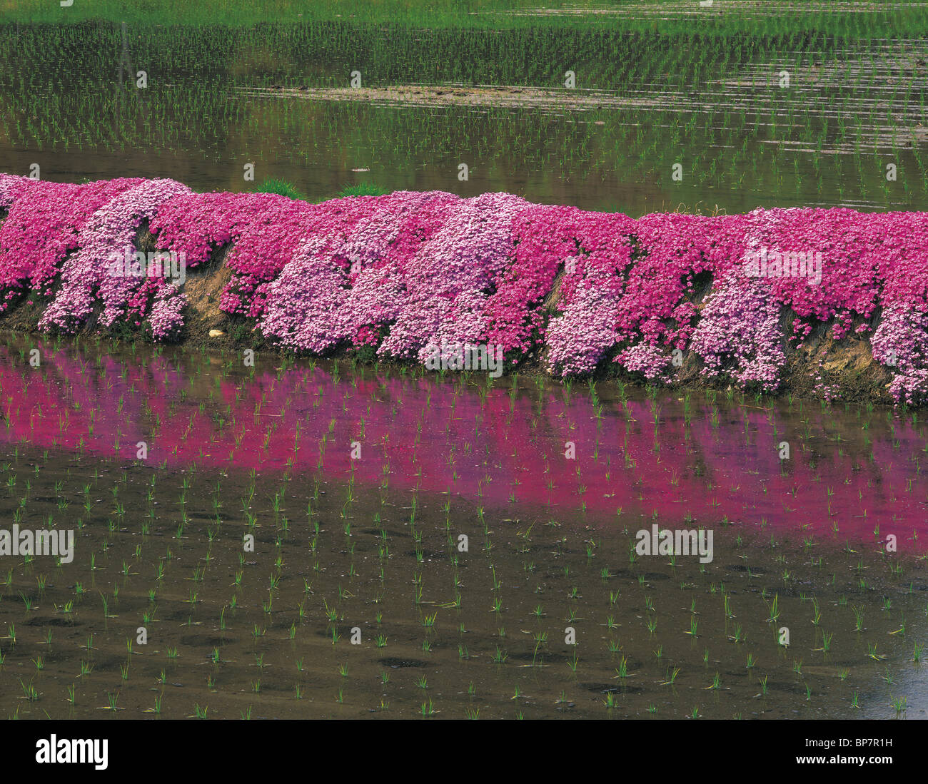 Pink Flowers Reflected on Paddy Field, Omachi, Nagano Prefecture, Japan Stock Photo
