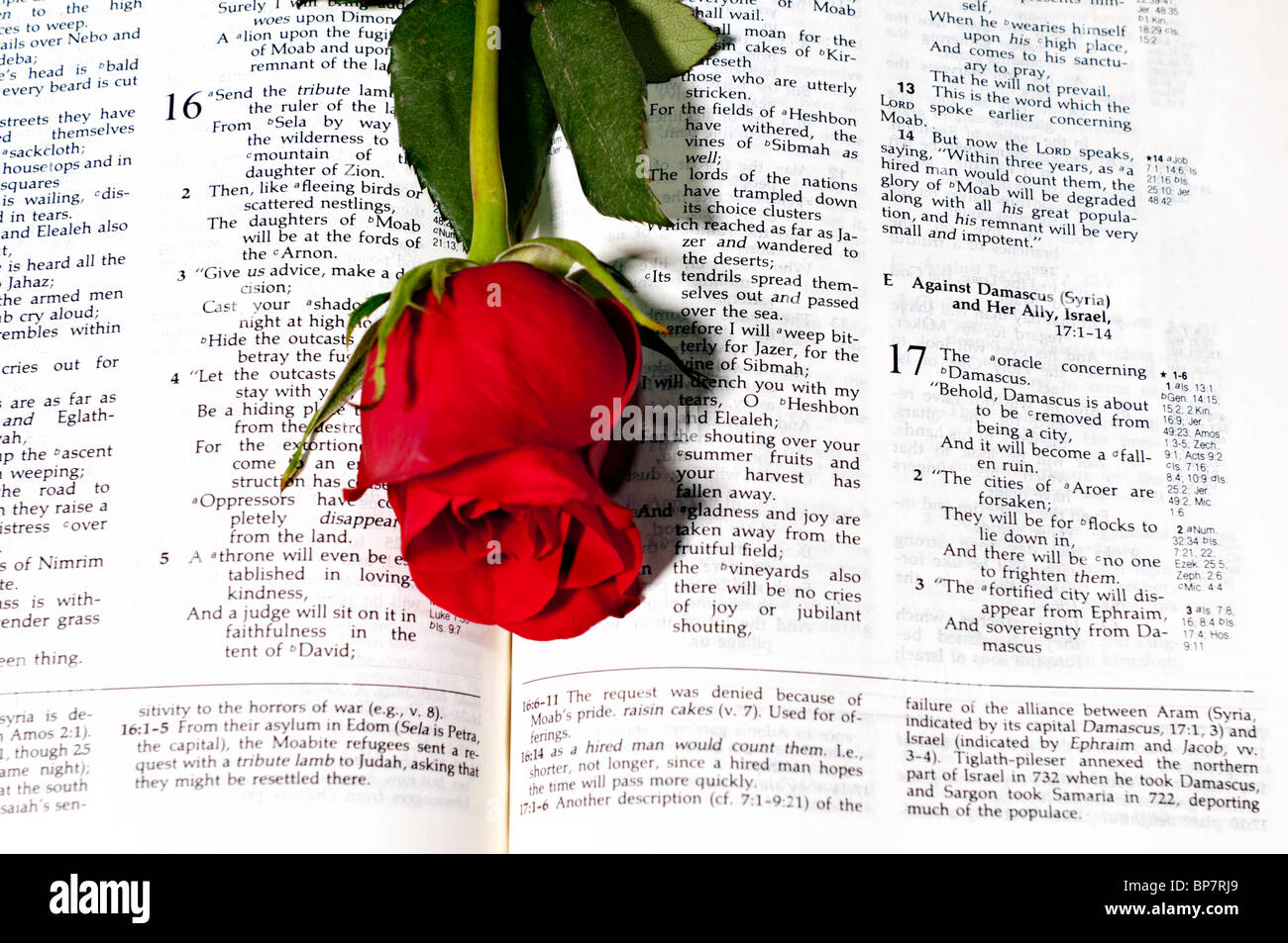 A Ryrie Study Bible and a long stemmed red rose on a white background. Stock Photo