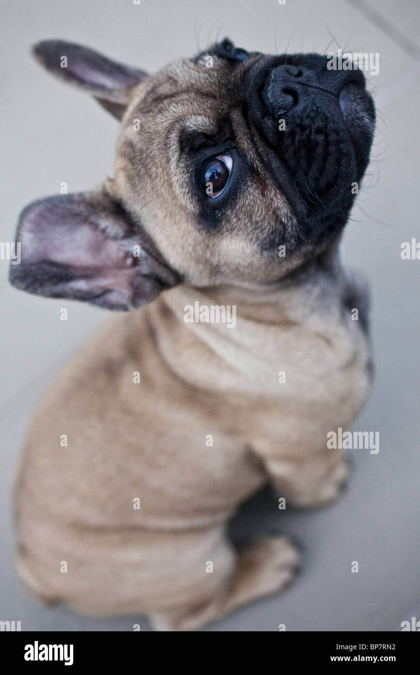 French Bulldog Puppy Stock Photo