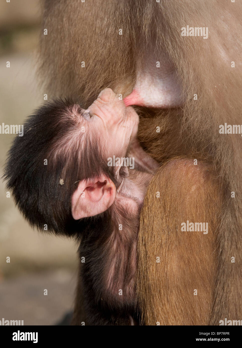 breastfeeding animals