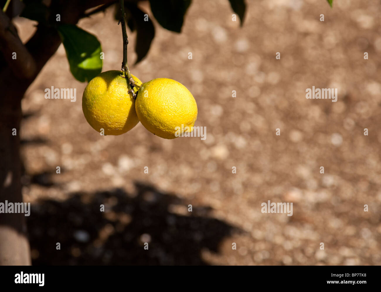 Lemons growing on a lemon tree Stock Photo