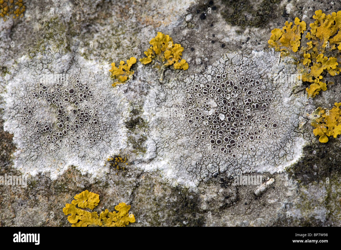 Close up of the lichens Lecanora chlarotera (gray)  and Xanthoria calcicola (yellow) on basalt stone, Holland Stock Photo