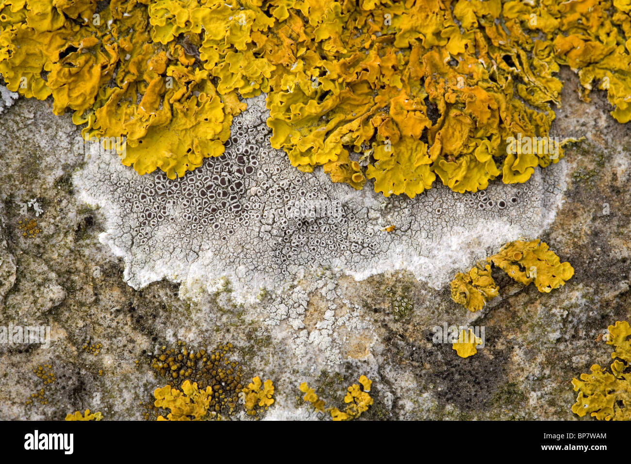 Close up of the lichens Xanthoria calcicola (yellow) and Lecanora chlarotera (gray) on basalt stone, Holland Stock Photo