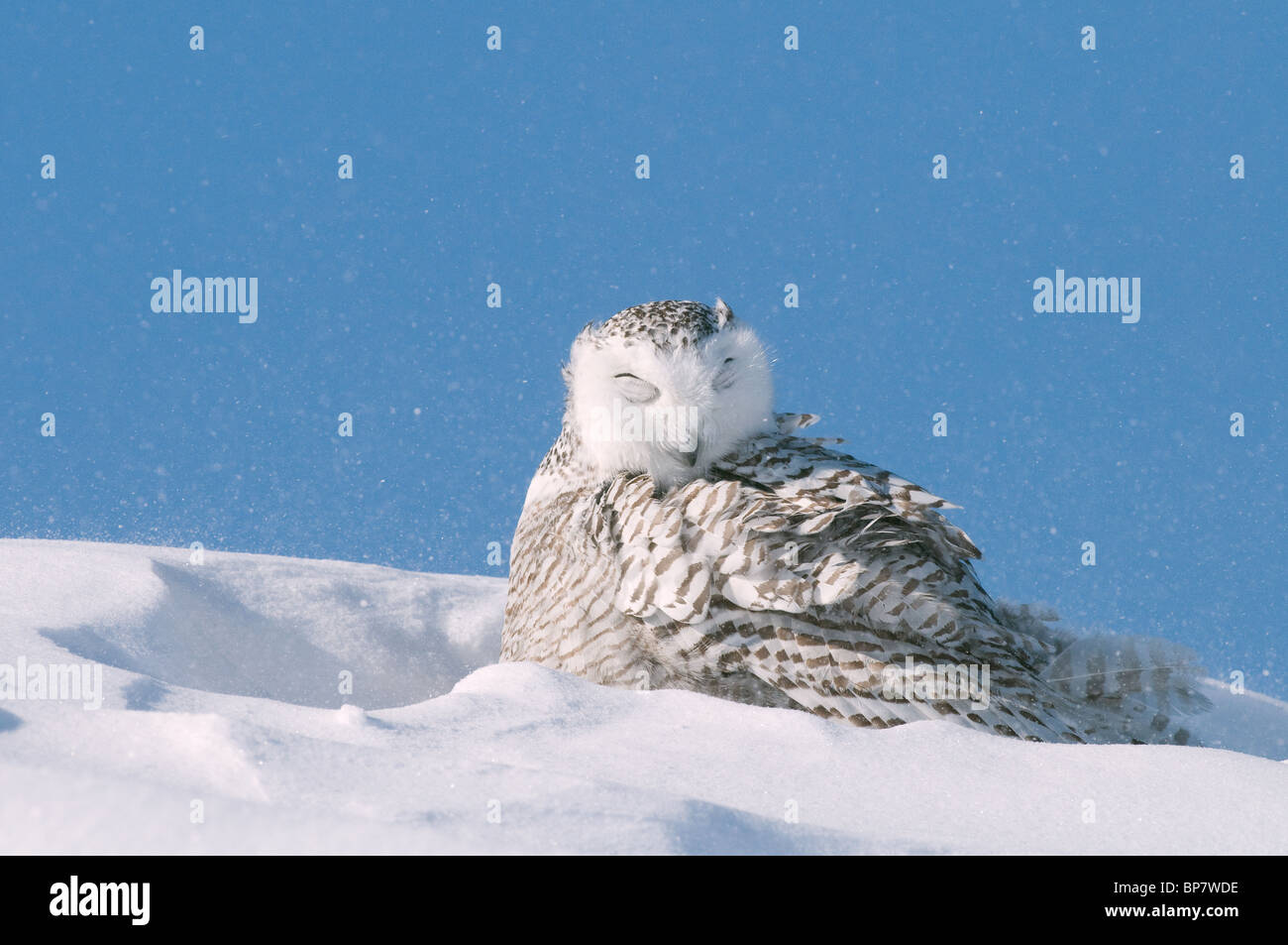 Snowy Owl (Bubo scandiacus, Nyctea scandiaca) resting in snow with eyes closed. Stock Photo