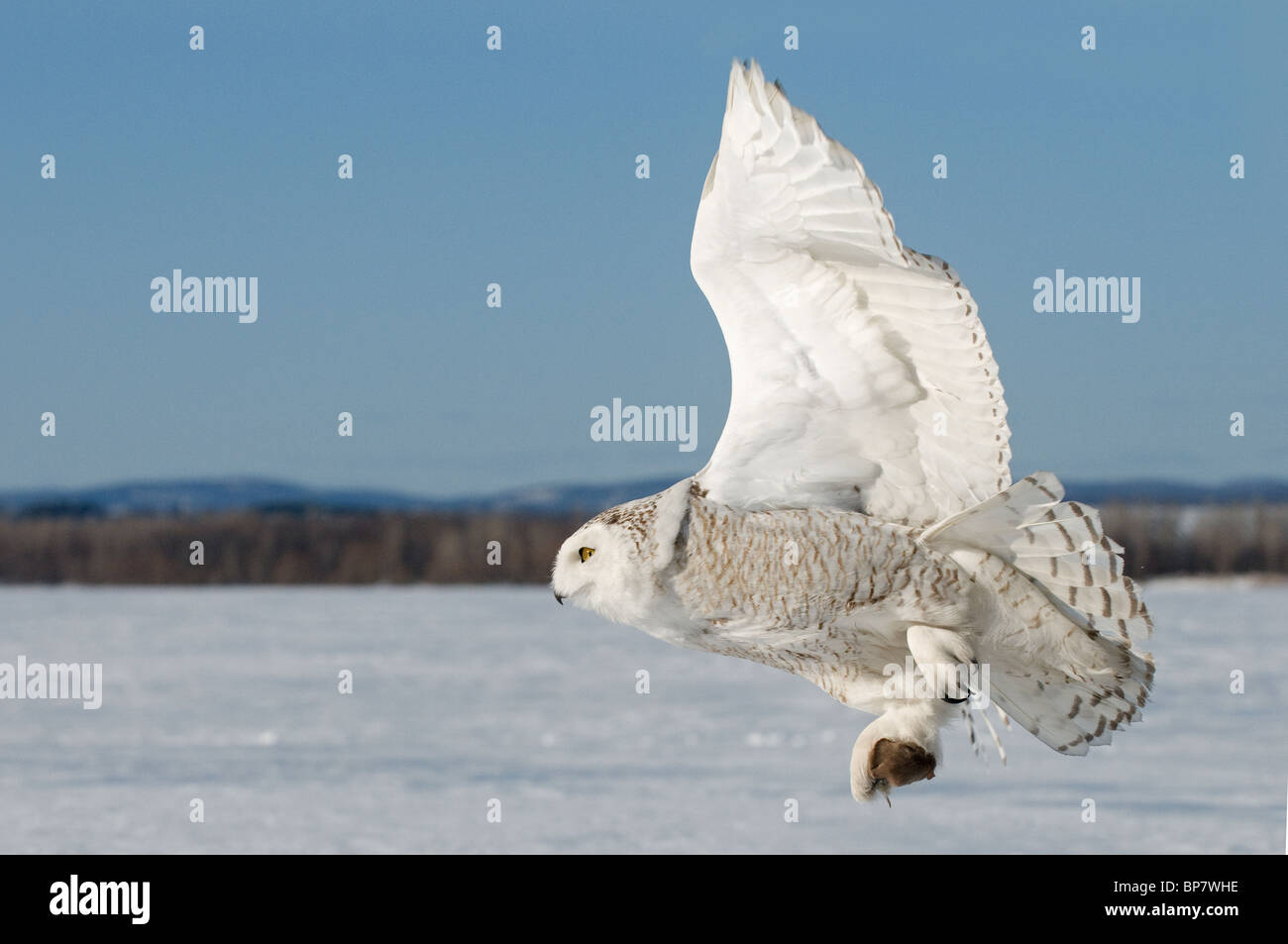 Snowy Owl (Bubo scandiacus, Nyctea scandiaca) in flight above snow with a mouse in one talon. Stock Photo