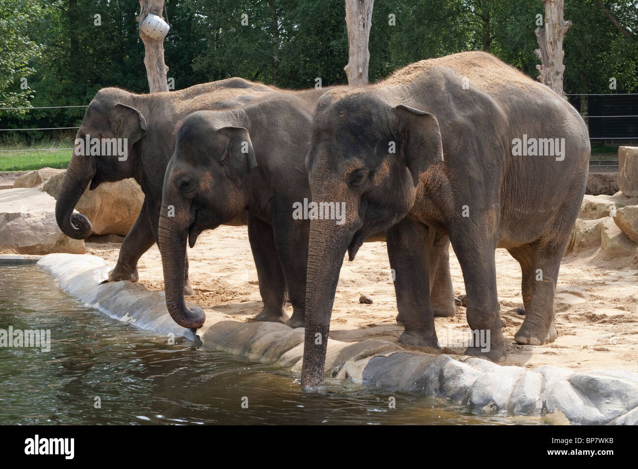 Elephants in a zoo enclosure at Twycross Zoo, England UK Stock Photo