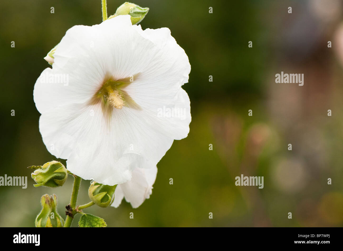 White Hollyhocks, Althaea, in bloom Stock Photo
