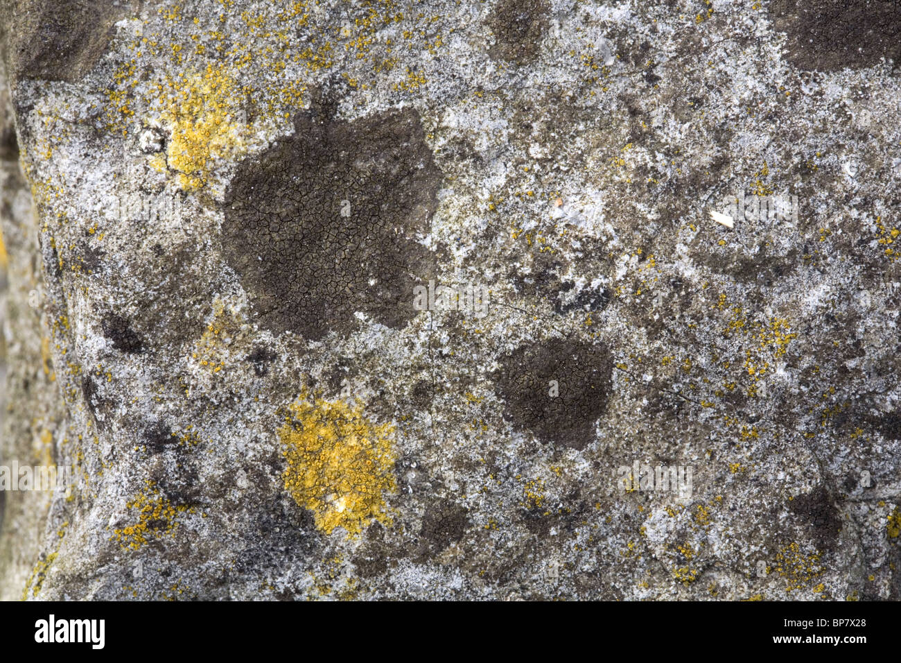 Close up of the crust shaped lichen Verrucaria nigrescens (dark grey) on basalt, Streefkerk, South-Holland, Netherlands Stock Photo