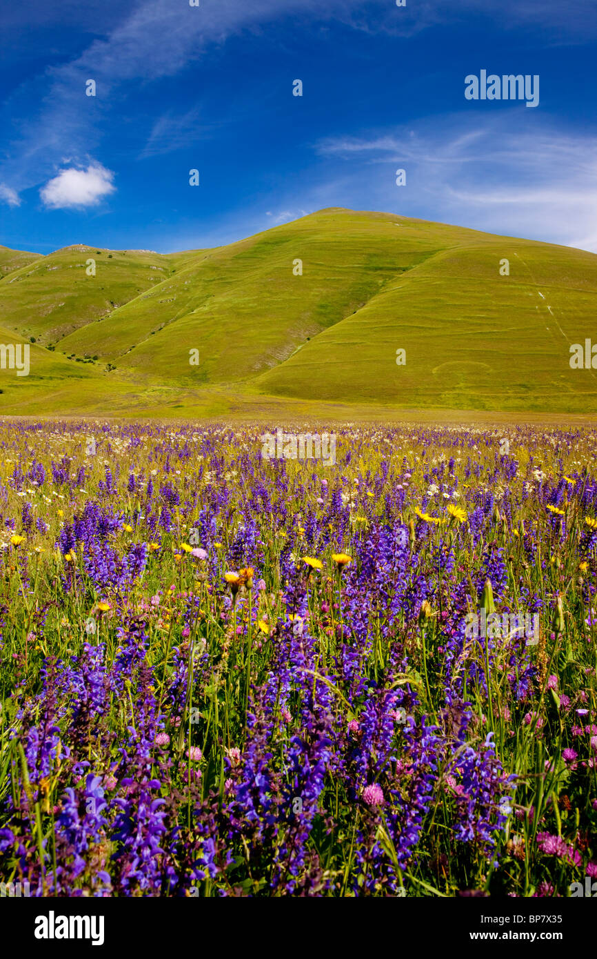 Italian wildflowers hires stock photography and images Alamy