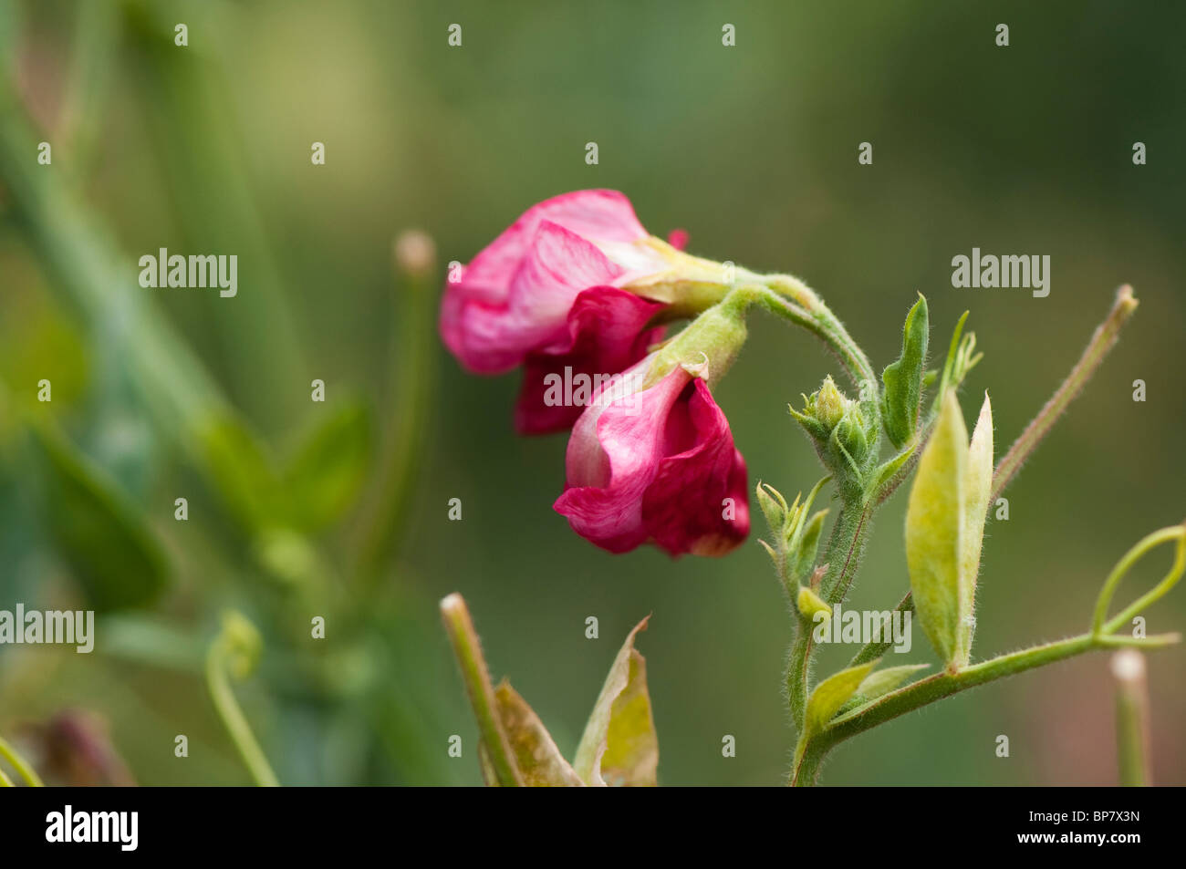 Sweet Pea, Lathyrus odoratus 'Queen Alexandra' in flower Stock Photo