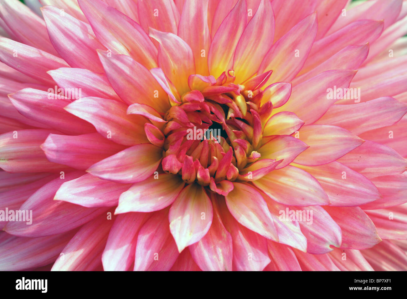 Pink dahlia flower close up Stock Photo - Alamy