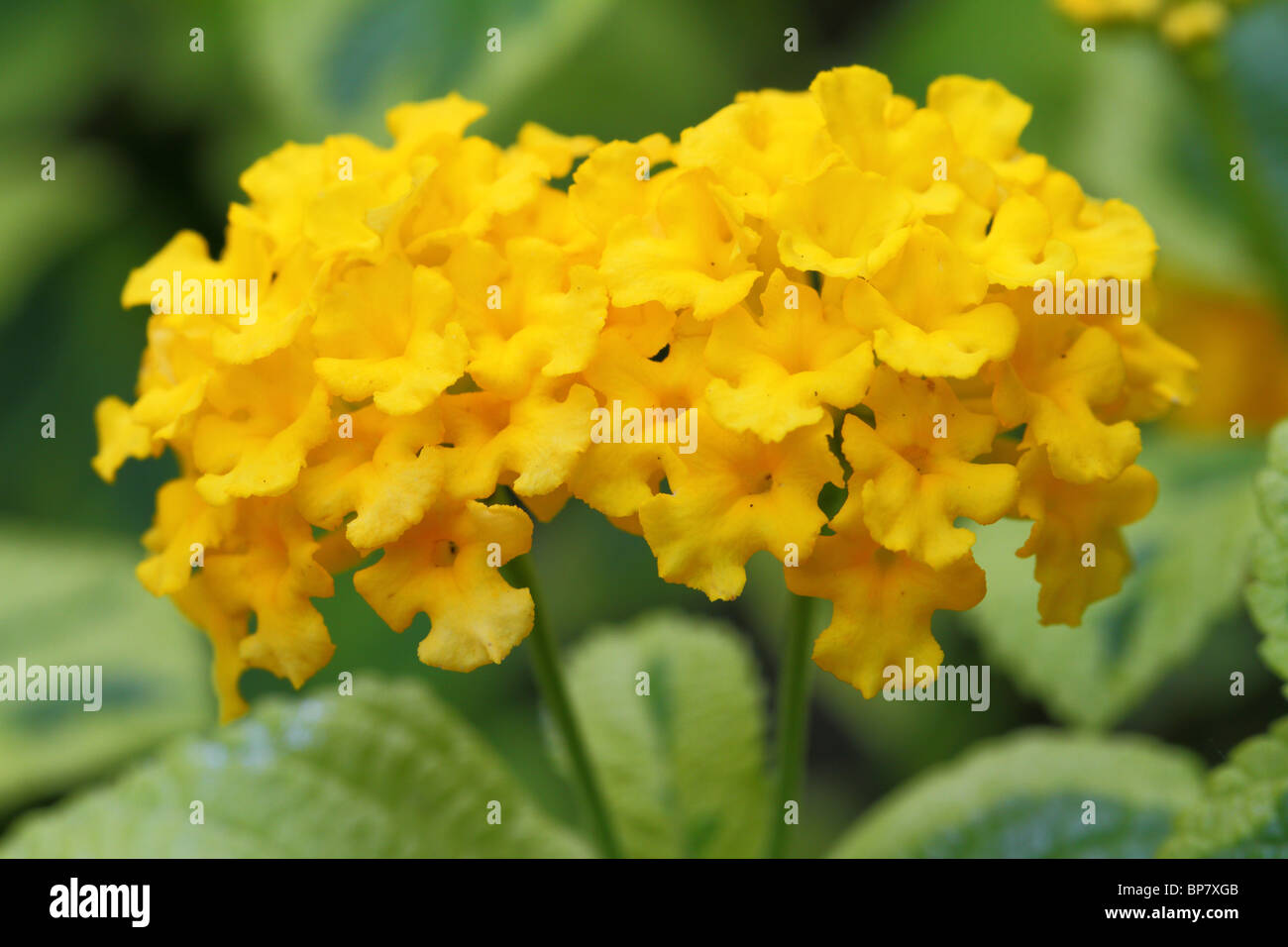 Lantana camara yellow flowers close up Stock Photo