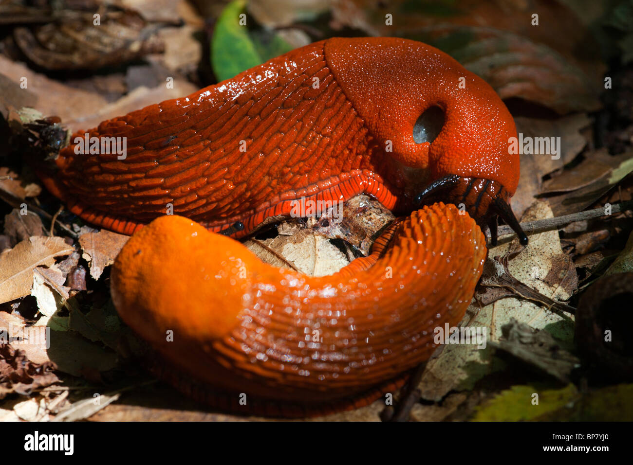 Spanish Slugs mating Arion Vulgaris Stock Photo