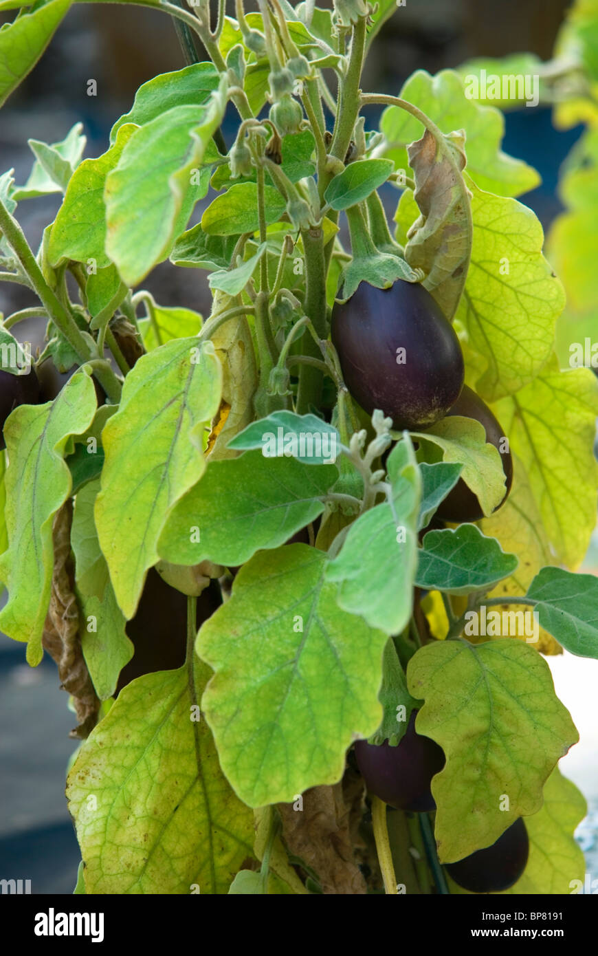 Aubergine baby rosanna hi-res stock photography and images - Alamy