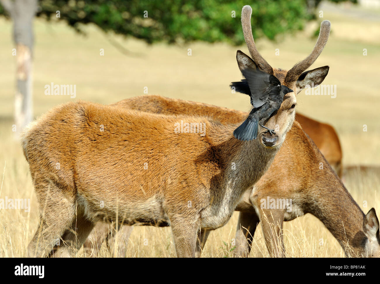 Crow on Head of Red Deer Stock Photo Alamy