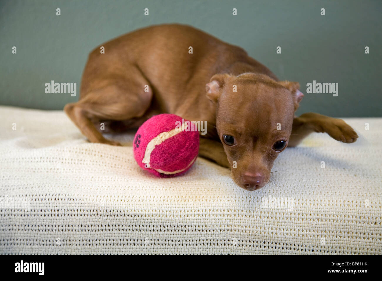 Portrait of a Mexican hairless chihuahua dog playing with a tennis ball. the dog is up for adoption from a Humane society. Stock Photo