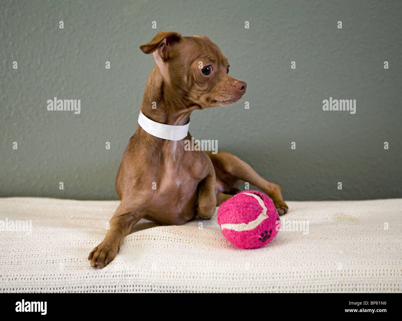 Portrait of a Mexican hairless chihuahua dog playing with a tennis ball. the dog is up for adoption from a Humane society. Stock Photo