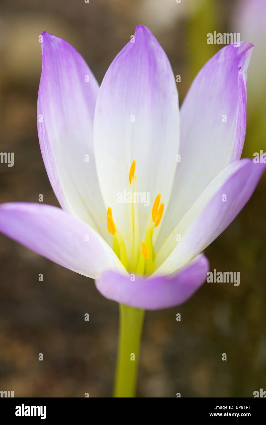 COLCHICUM ANTARES AUTUMN CROCUS Stock Photo