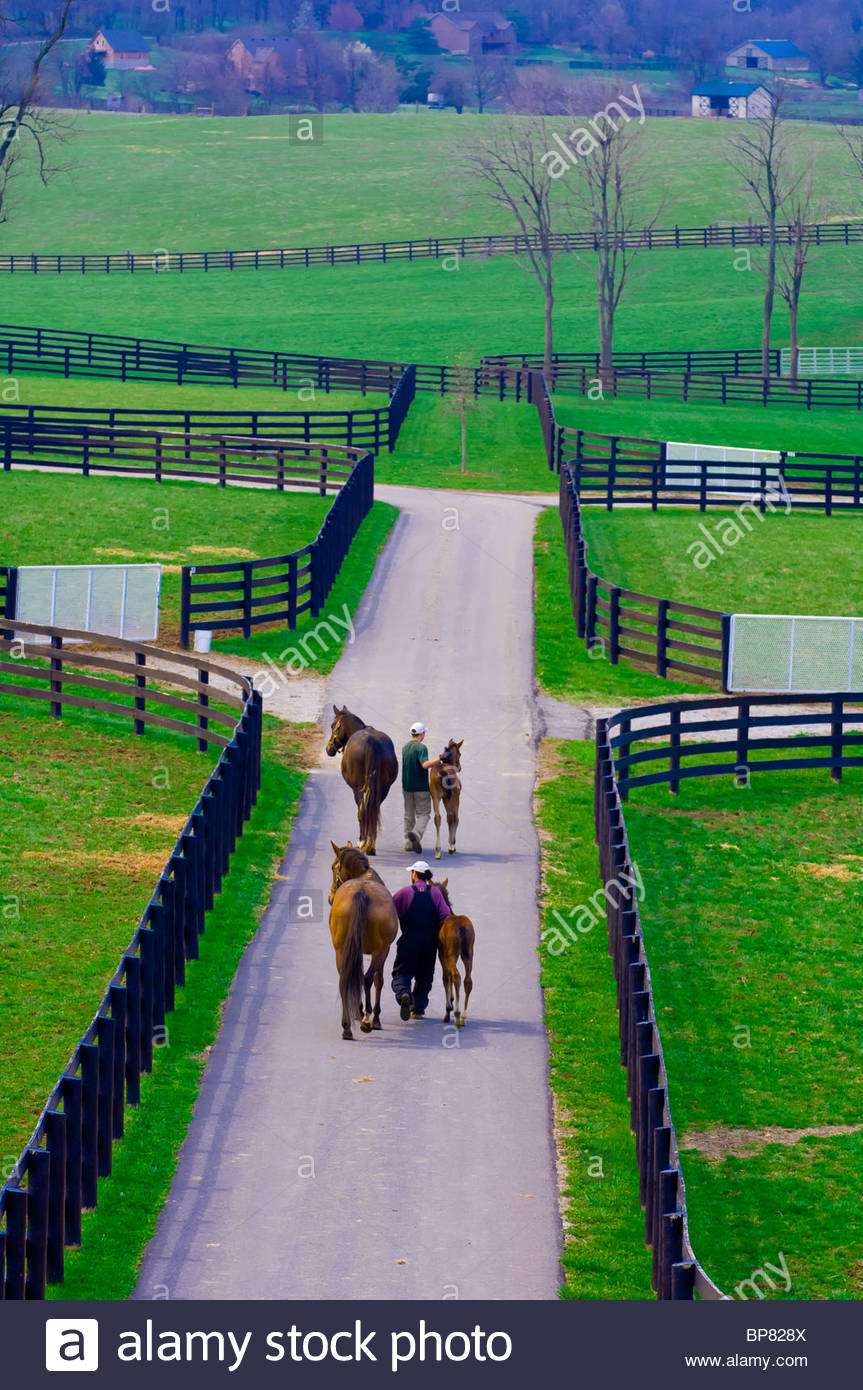 Mares and foals, Winstar Farm (thoroughbred horse farm), Versailles
