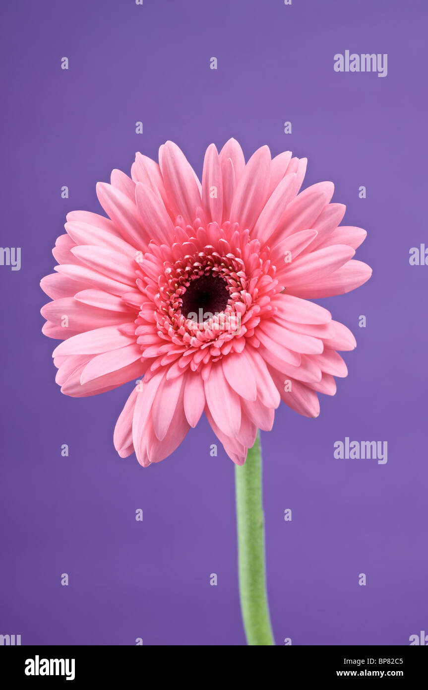 pink gerbera close up on purple background studio lit image Stock Photo