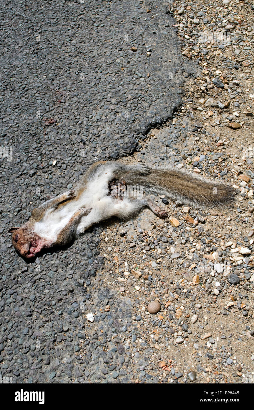 Road kill, a dead animal, a grey squirrel lies dead on a road probably having been run over by a passing motorist in a car Stock Photo