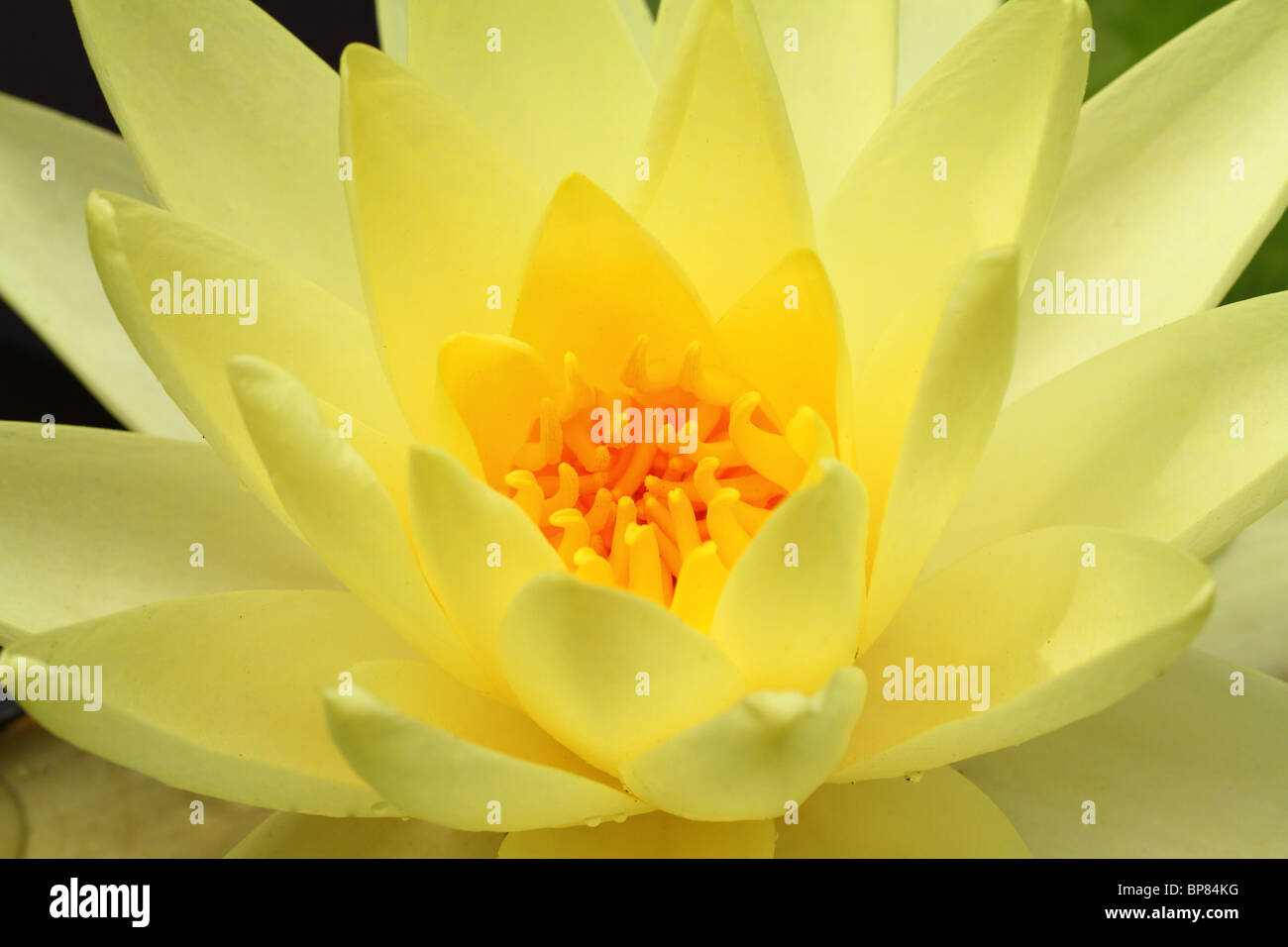 Yellow water lily flower close up Nymphea Stock Photo - Alamy