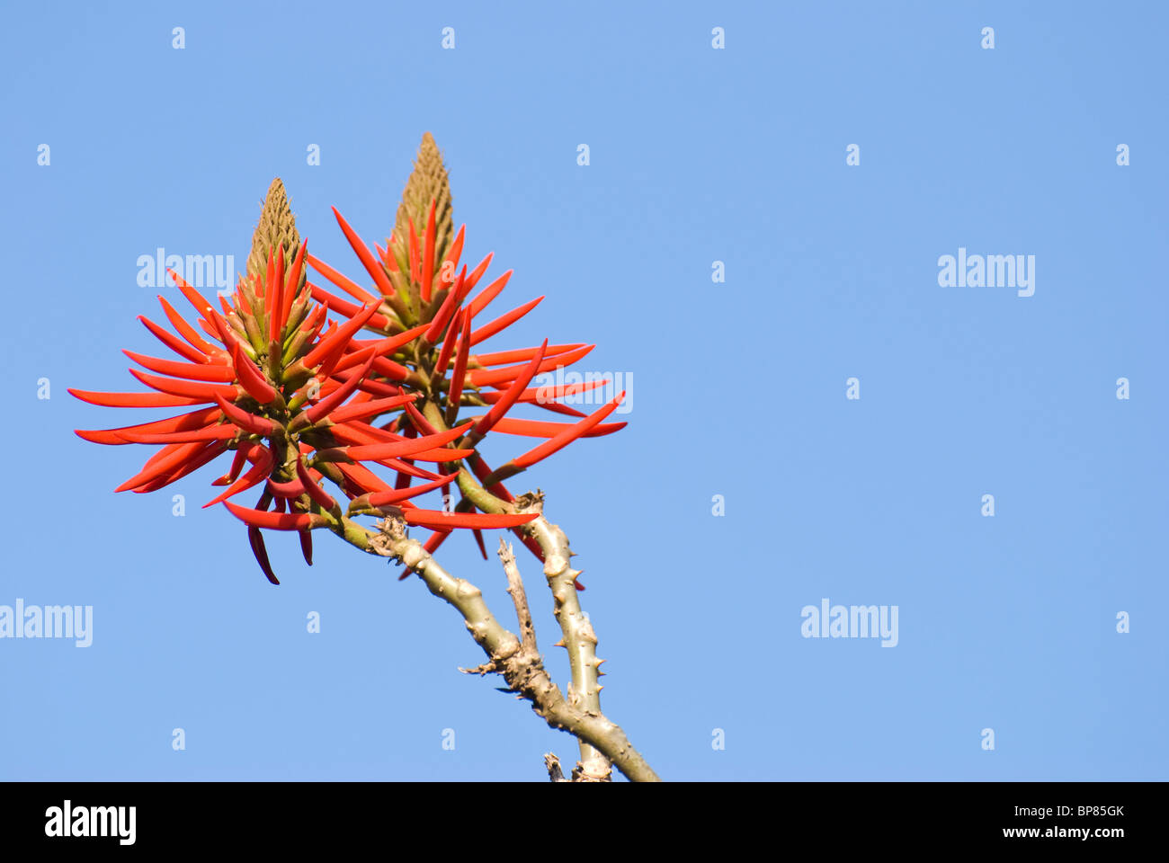Vivid red flowers with blue sky as background. Kaffirboom coral (Erythrina caffra Thunb.) Stock Photo