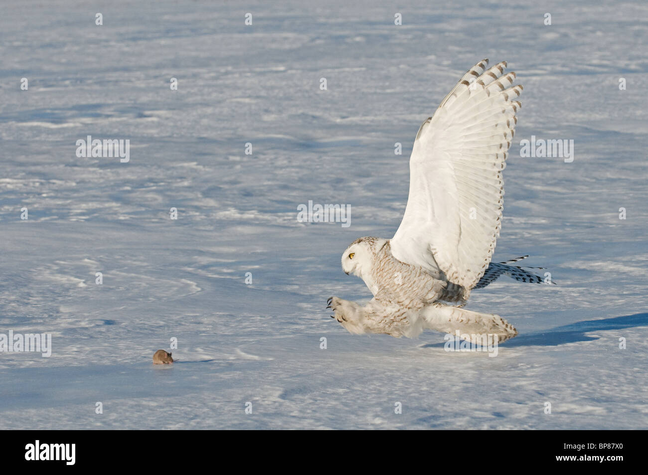 Snowy Owl (Bubo scandiacus, Nyctea scandiaca), adult about to catch a mouse. Stock Photo
