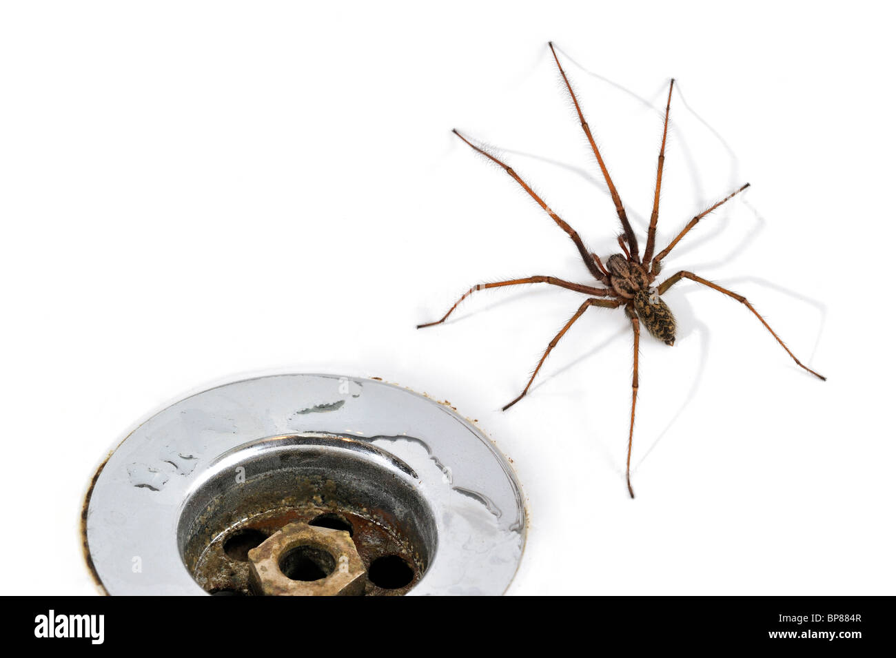 European common house spider (Eratigena atrica / Tegenaria atrica) in washbasin / sink next to plug-hole in bathroom Stock Photo