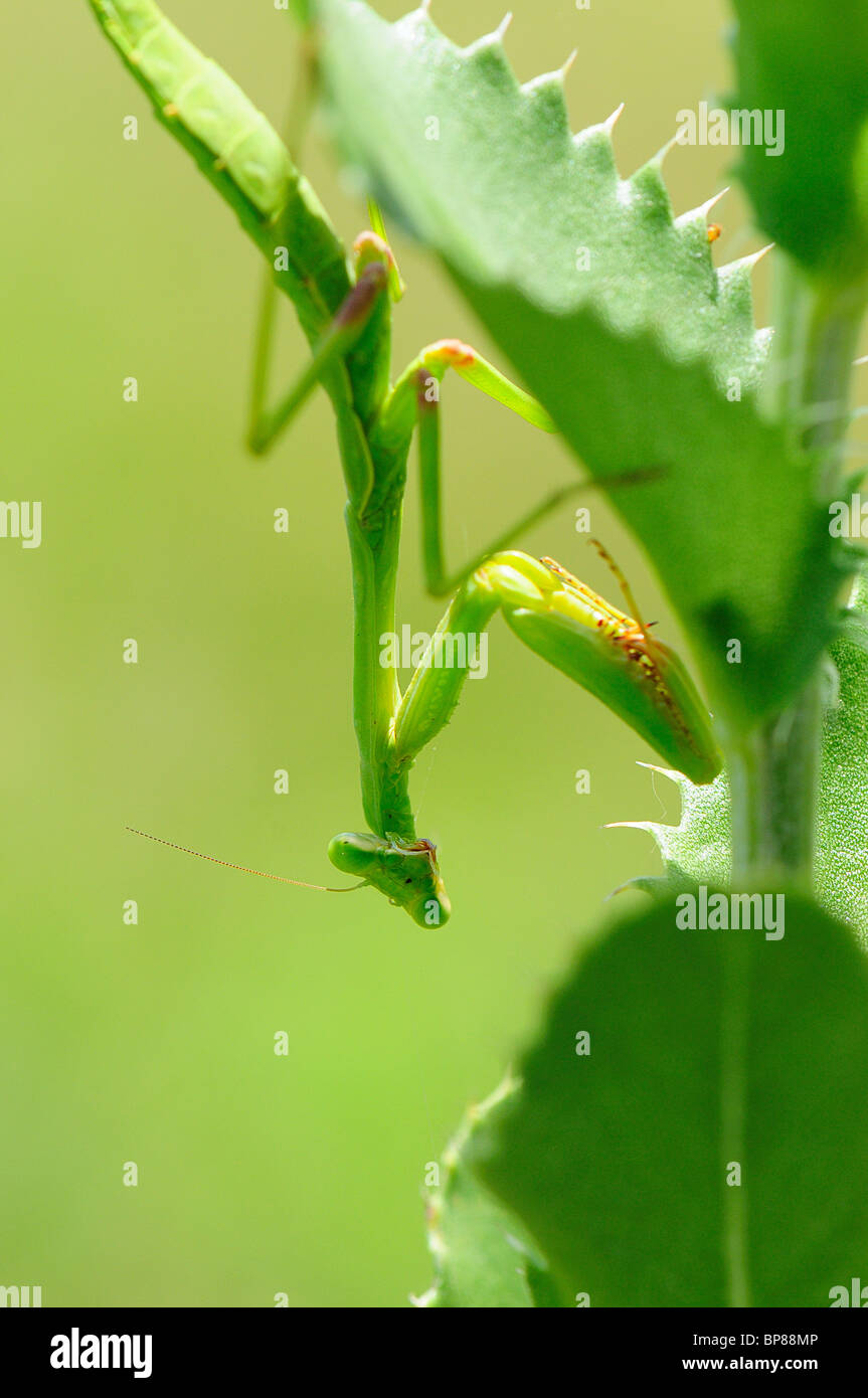 praying mantis Stock Photo