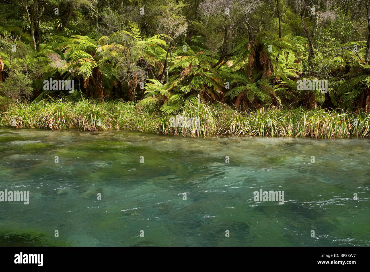 Tarawera River, Lake Tarawera Scenic Reserve, near Kawerau, Eastern Bay of Plenty, North Island, New Zealand Stock Photo