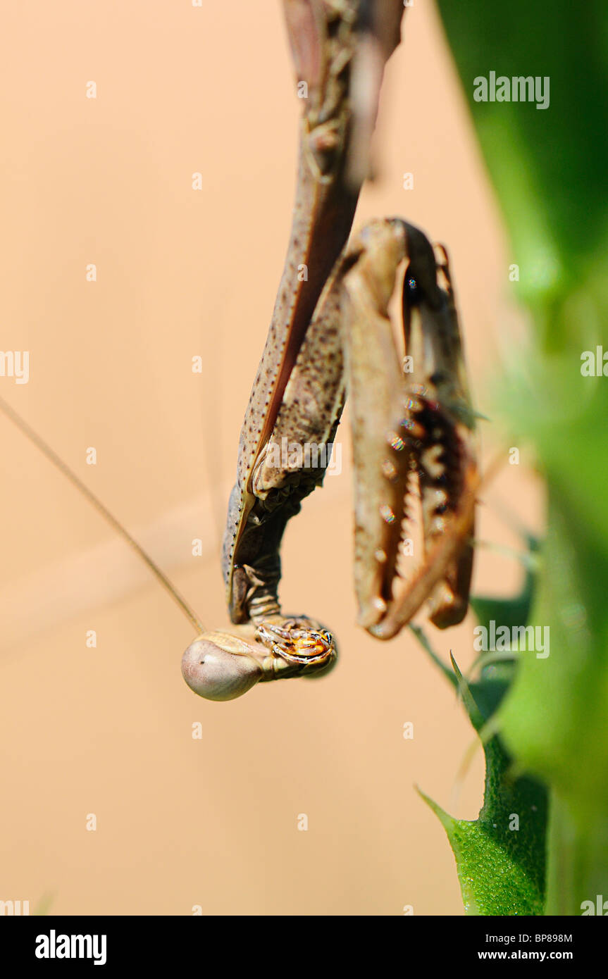 praying mantis Stock Photo