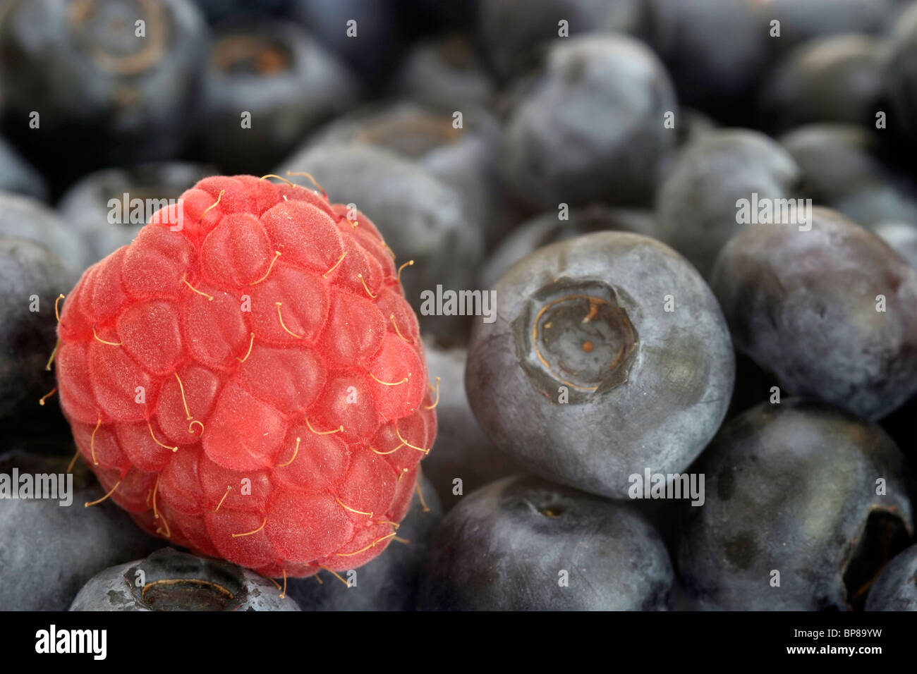 Single raspberry on a background of blueberries Stock Photo - Alamy