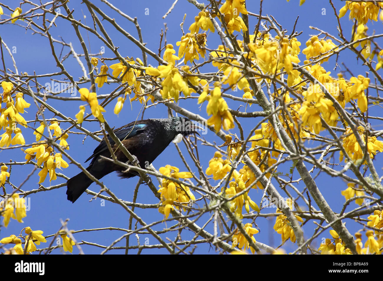 Tui (Prosthemadera novaeseelandiae) in Kowhai Tree (Sophora sp), Taupo