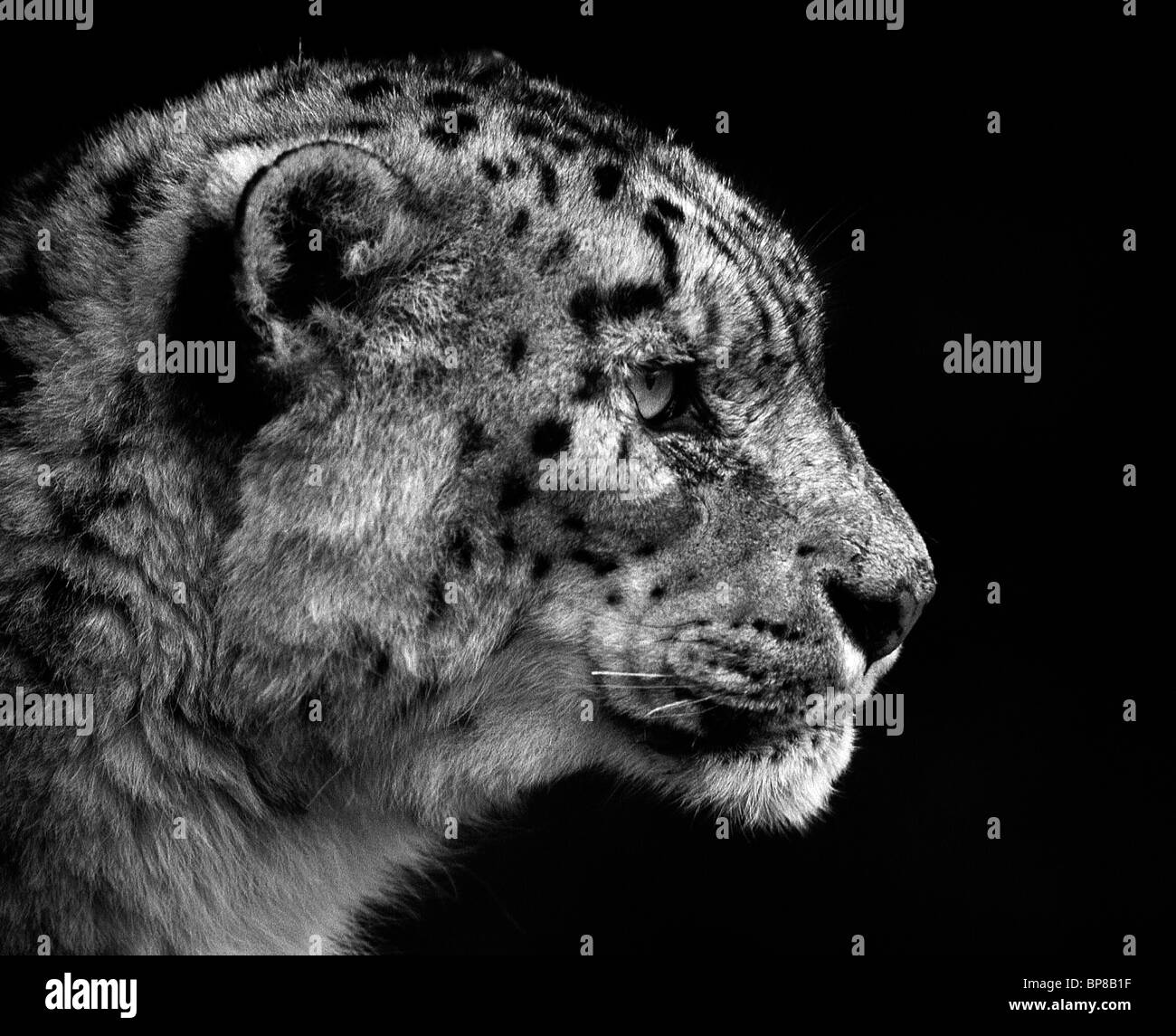 Snow Leopard Captive Black And White Stock Photo Alamy