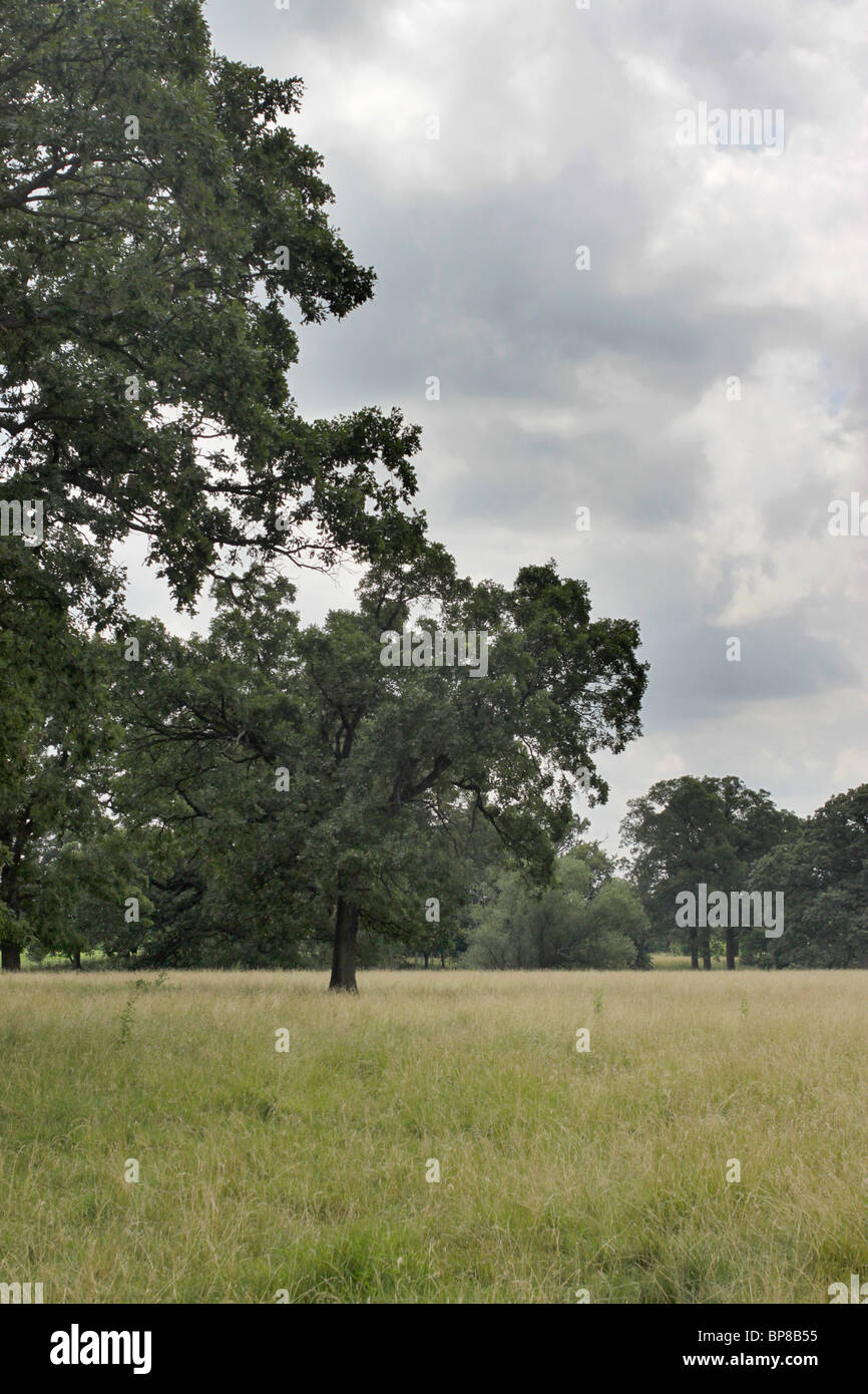 Oak savanna, or lightly-forested grassland, Illinois Stock Photo
