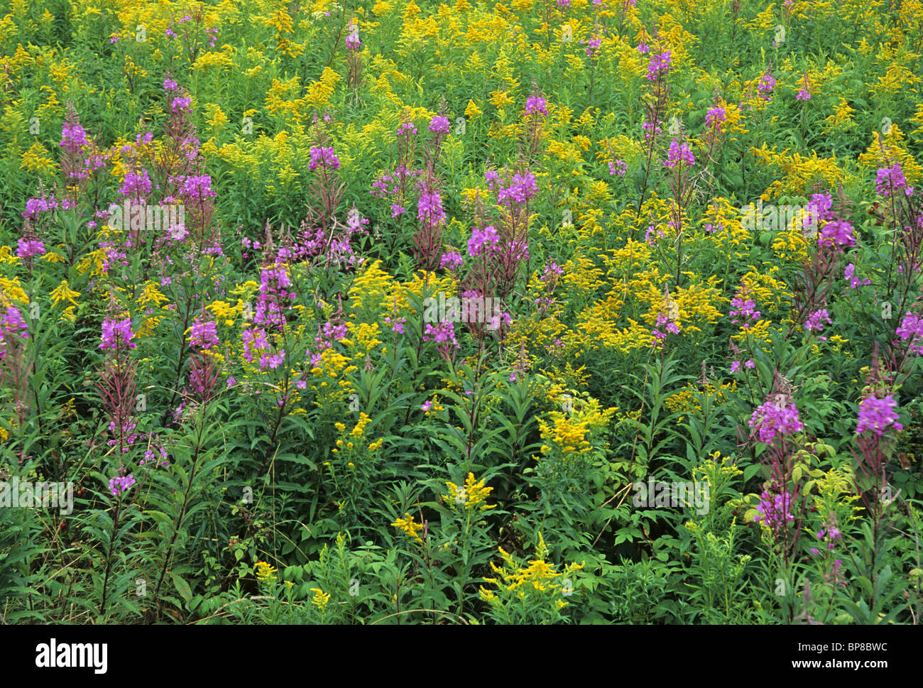Wildflowers of late summer, New Brunswick, Canada Stock Photo Alamy