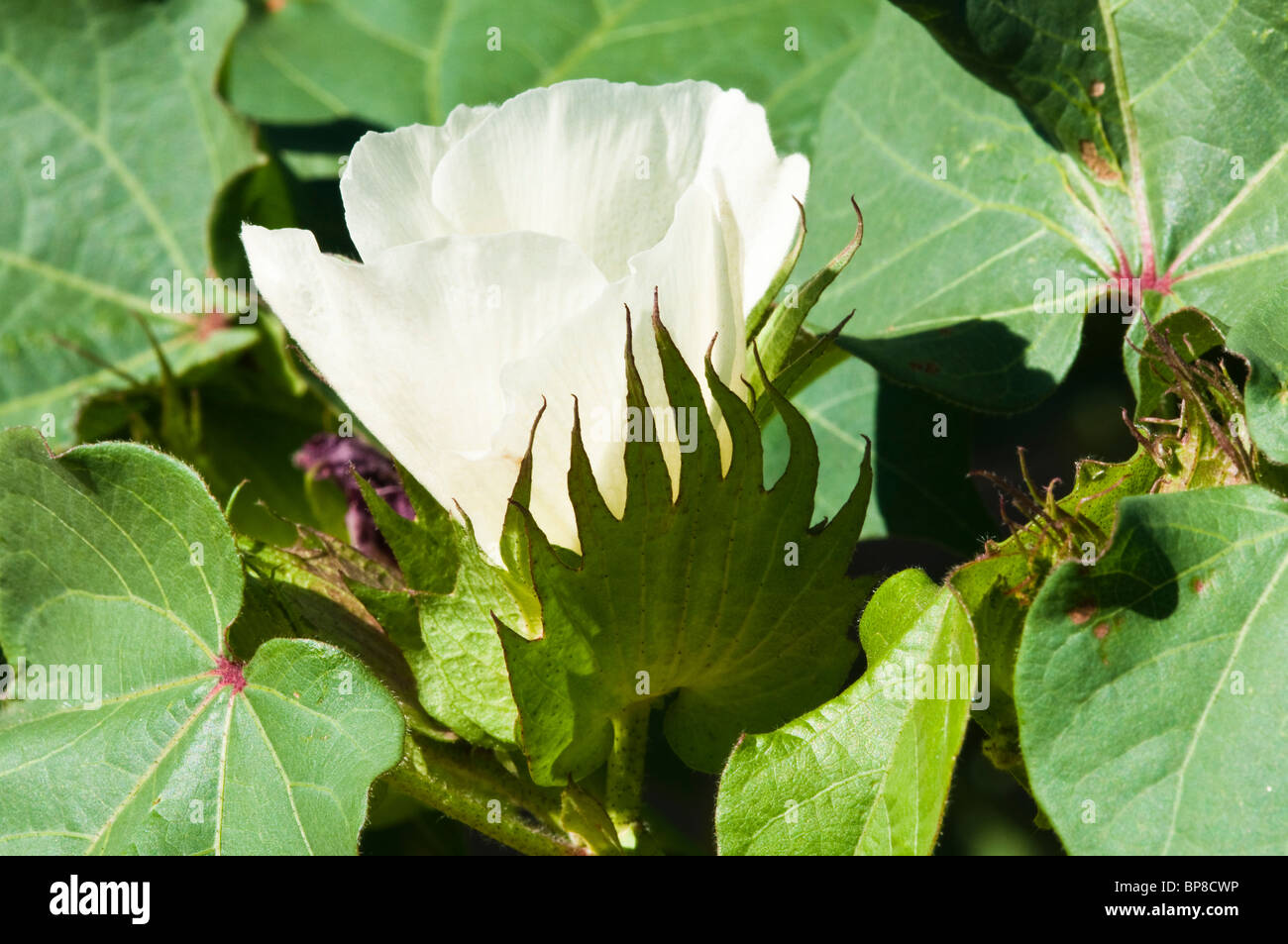 Cotton blossoms appear on the cotton plant as it matures in the field