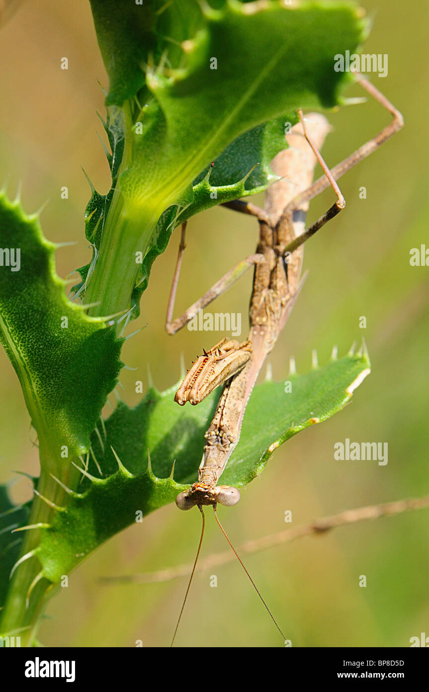 praying mantis Stock Photo