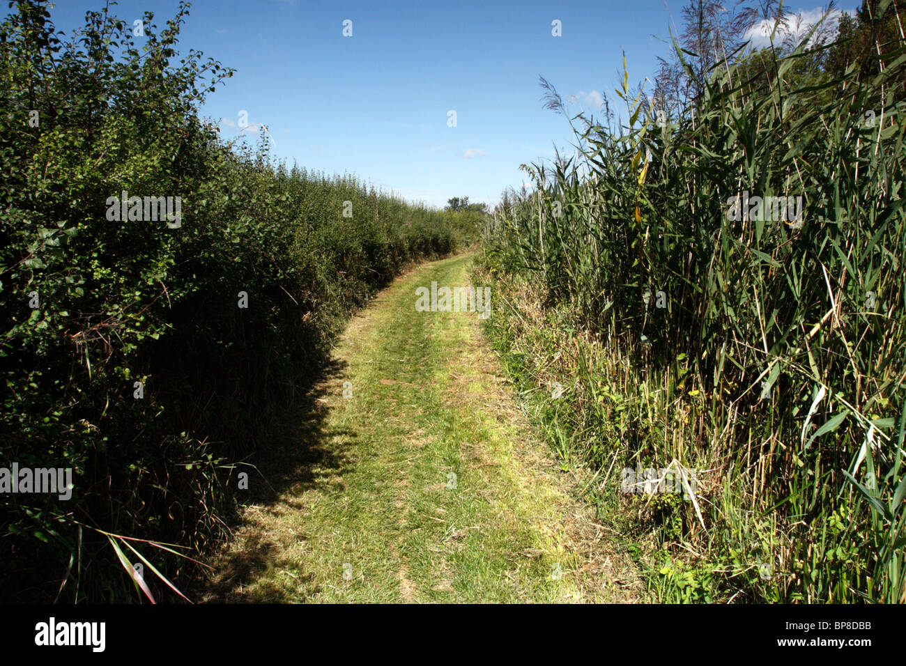 Towpath by the Kennet and Avon Canal, Wiltshire, England, UK Stock Photo