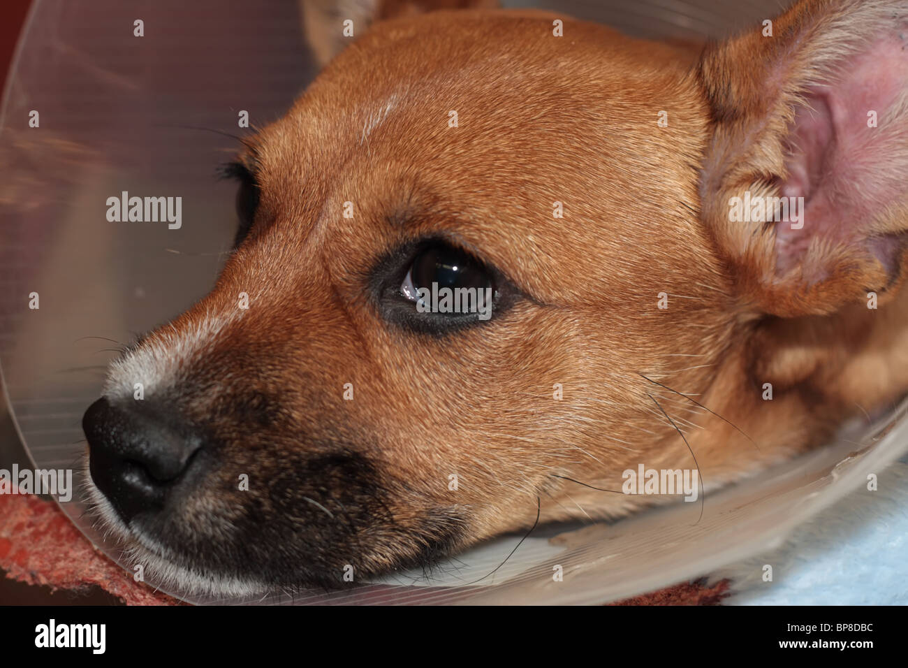 Side View of Dog's Face Stock Photo