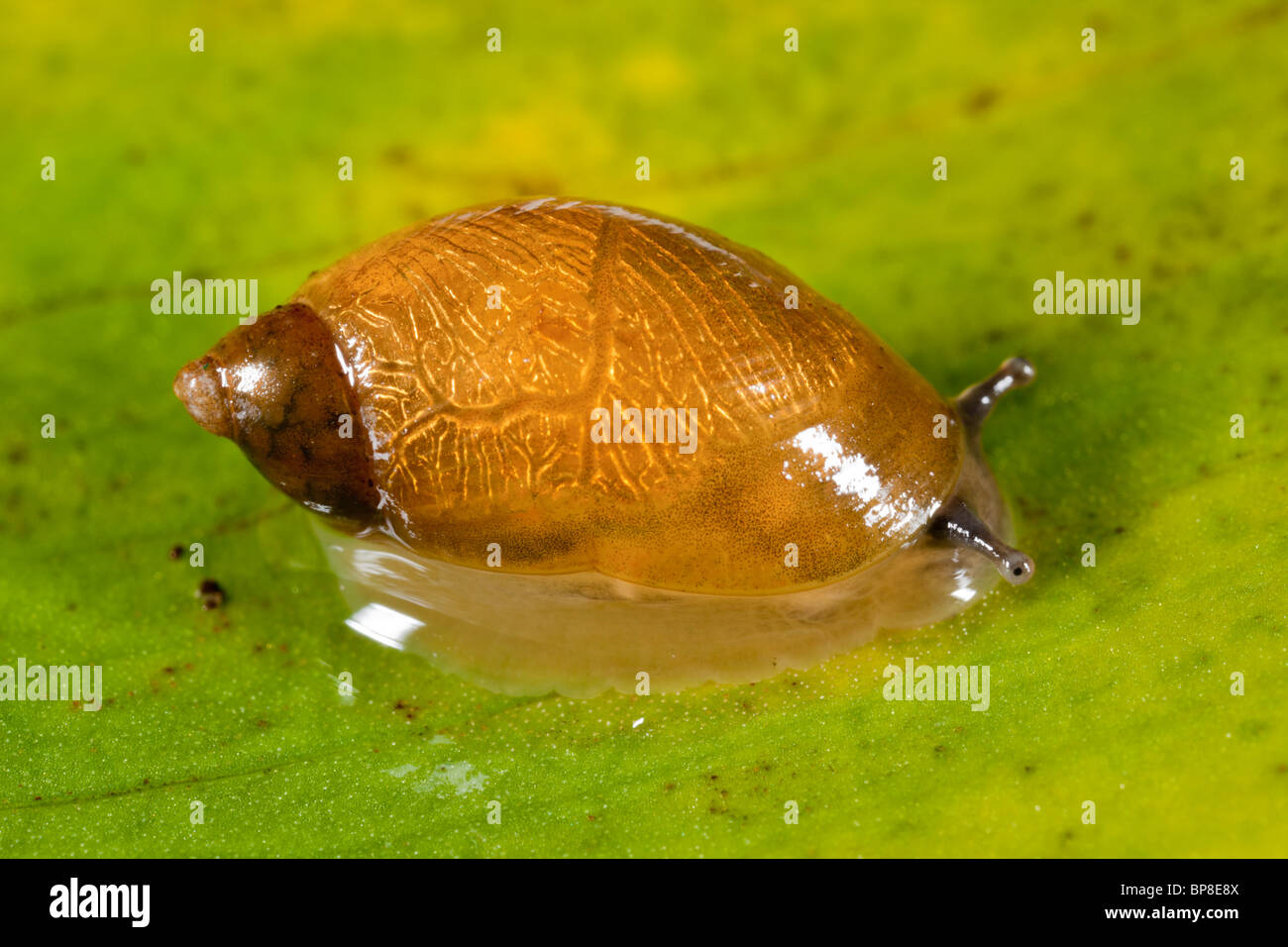 A small amphibious snail, Succinea pfeifferi, Arthog Bog, North Wales Stock Photo