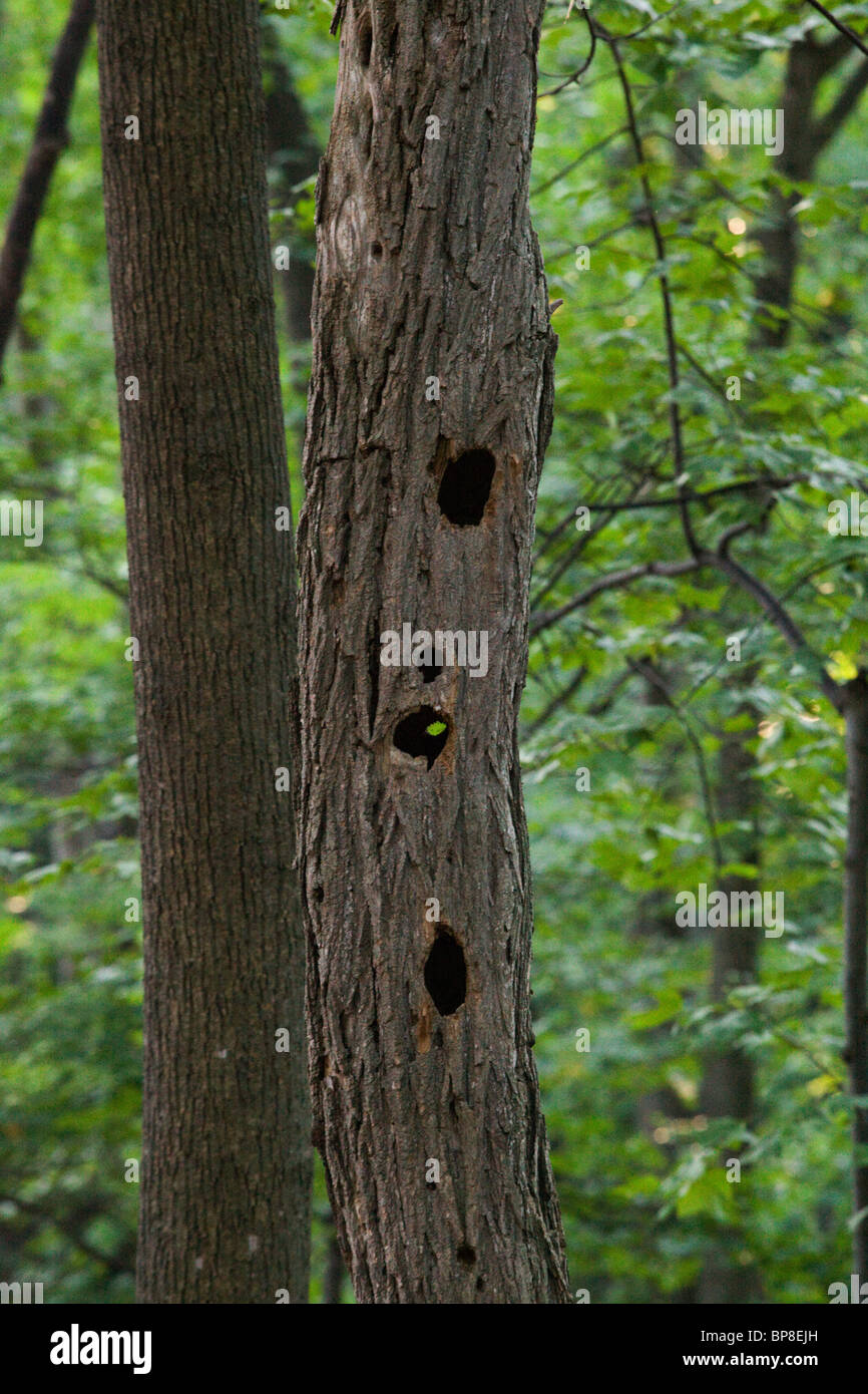 Woodpecker holes in tree USA Stock Photo Alamy