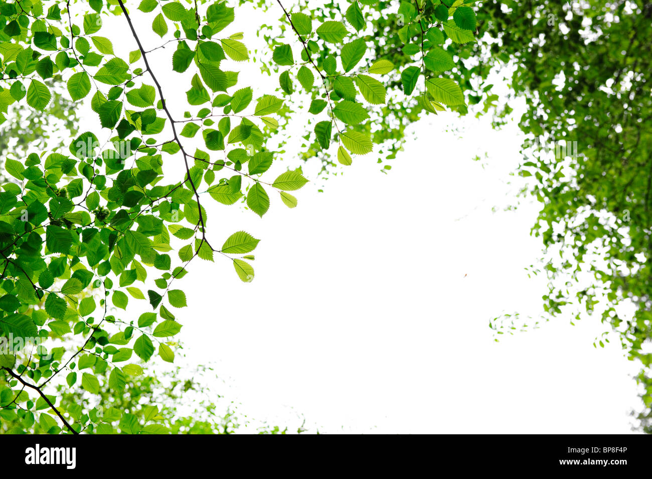 Green spring leaves isolated on white background Stock Photo - Alamy