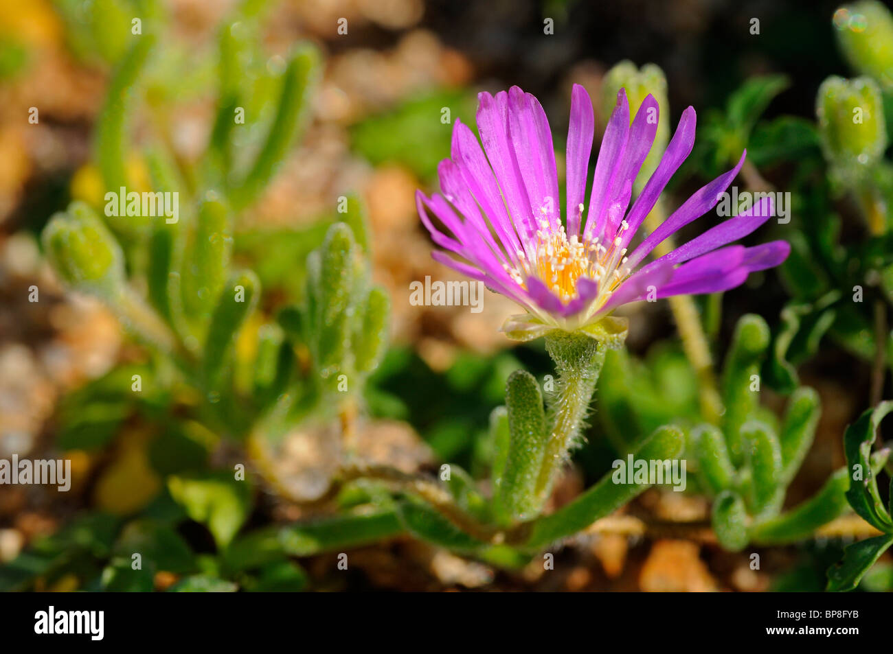 Flowering Rosae Ice Plant, Drosanthemum hispidum, Namaqualand, South Africa Stock Photo