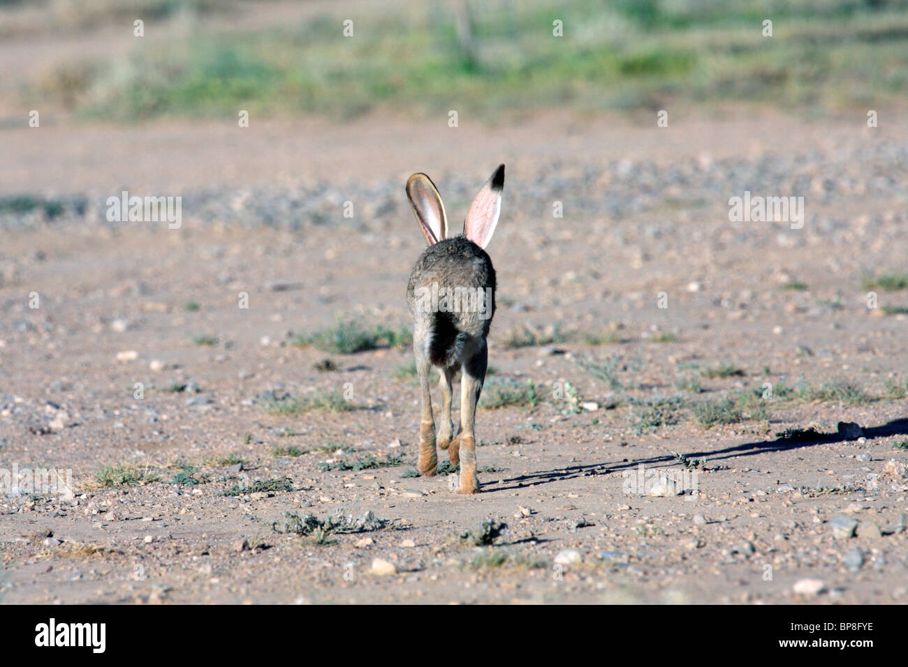 Jack Rabbit Usa >> Black Tailed Jackrabbit Or Desert Hare Lepus Californicus Stock Jack Rabbit Usa >> Black Tailed Jackrabbit Or Desert Hare Lepus Californicus Stock