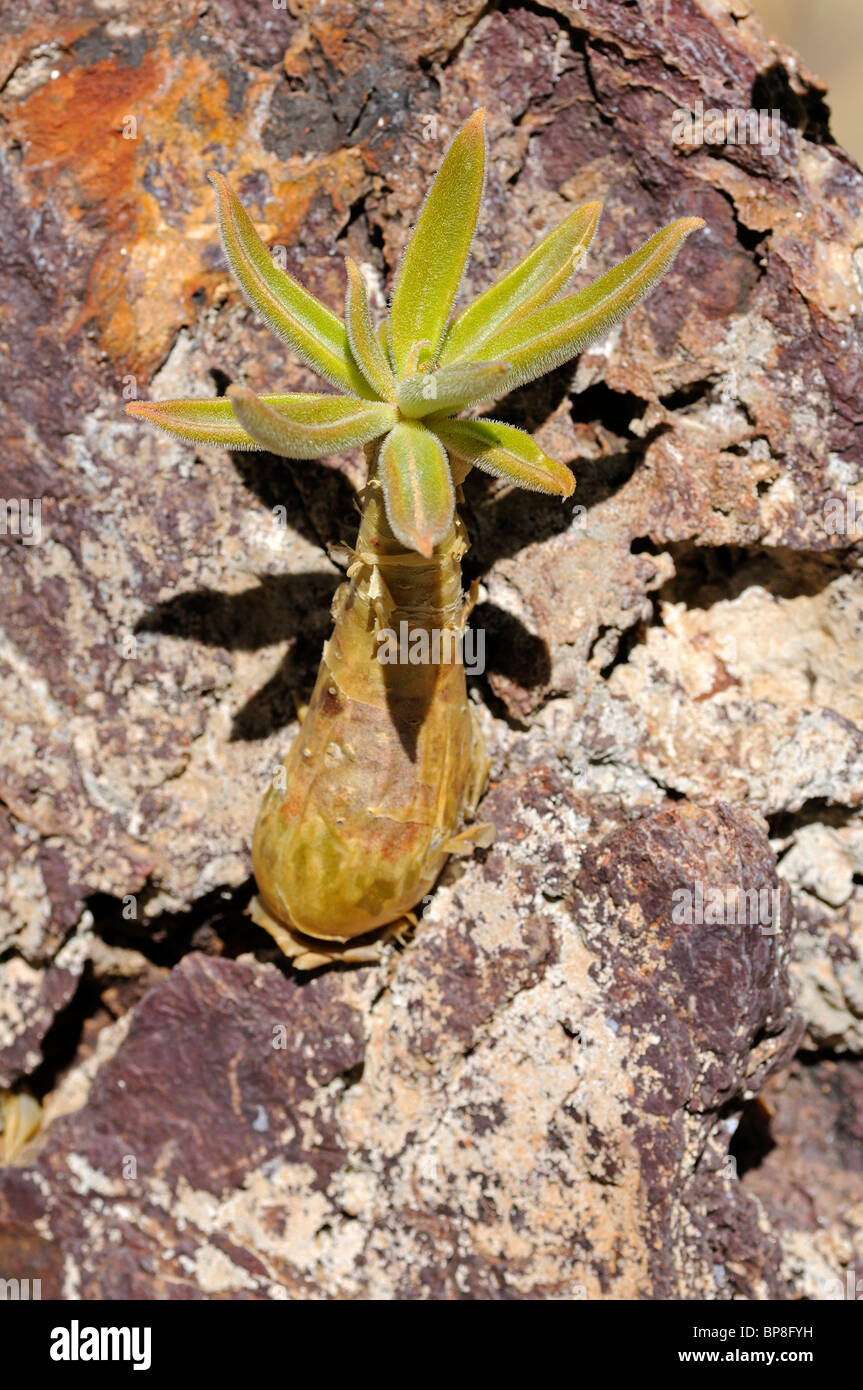 Young plant of botterboom, Tylecodon paniculatus, Richtersveld, South Africa Stock Photo