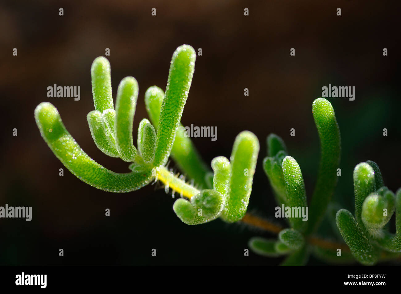 Drosanthemum hispidum, Rosae Ice Plant, Namaqualand, South Africa Stock Photo